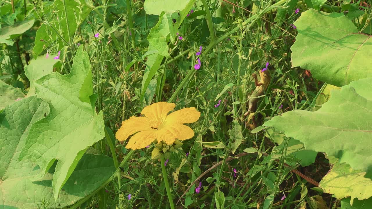 An Oriental Garden Lizard (Calotes versicolor) camouflaged on a plant stem beside a yellow flower. The image captures the reptile’s natural blending ability amidst lush green vegetation and wild flora