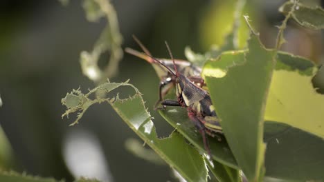 Zwei-Grillen-Grashüpfer,-Die-Darauf-Ruhen,-Ein-Gebissenes-Blatt-Zu-Teilen