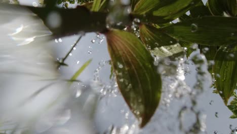 watering plants on a sunny day