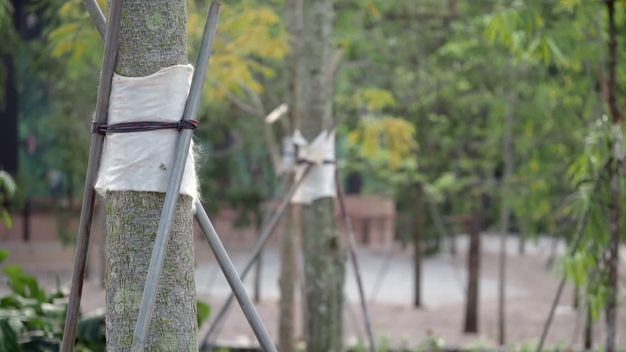 Young Trees with Support Systems