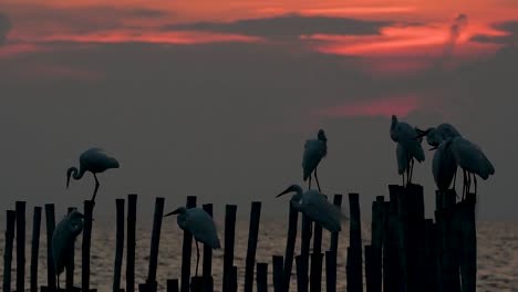 The-Great-Egret,-also-known-as-the-Common-Egret-or-the-Large-Egret