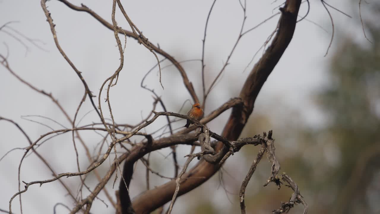 Small Orange Bird Perched on Bare Tree Branches