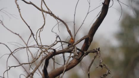 pequeño pájaro naranja posado en ramas de árboles desnudas