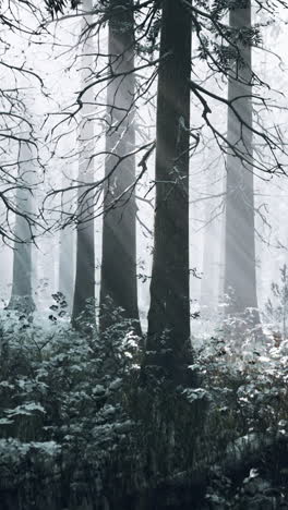 enchanted winter forest