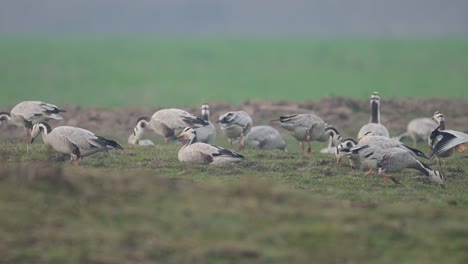 flock of bar headed goose in wheat fields