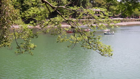 branches blow in wind, boats on katsura river in background, kyoto