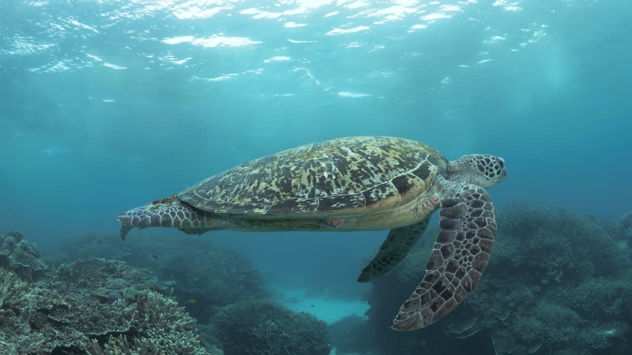 바다 표면 깊은 곳의 다채로운 산호초 구조에서 수영하는 큰 바다거북