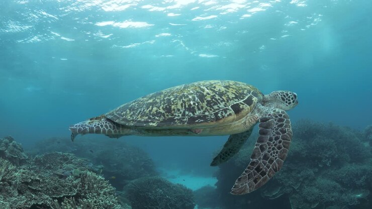 Large sea turtle swimming on a colorful coral reef structure deep below the ocean surface