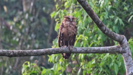 camera zooms out revealing this bird perched on a branch just after first light, buffy fish-owl ketupa ketupu, juvenile, thailand