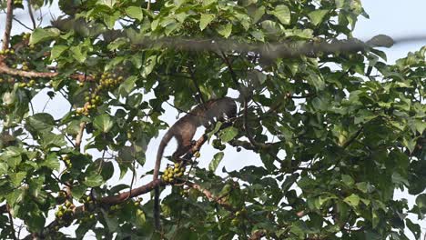 Visto-Subiendo-Hacia-La-Derecha-Y-Luego-De-Vuelta-A-La-Izquierda-Mientras-Elige-La-Fruta-Correcta-Para-Comer,-Civeta-De-Palma-De-Tres-Rayas-Arctogalidia-Trivirgata,-Tailandia