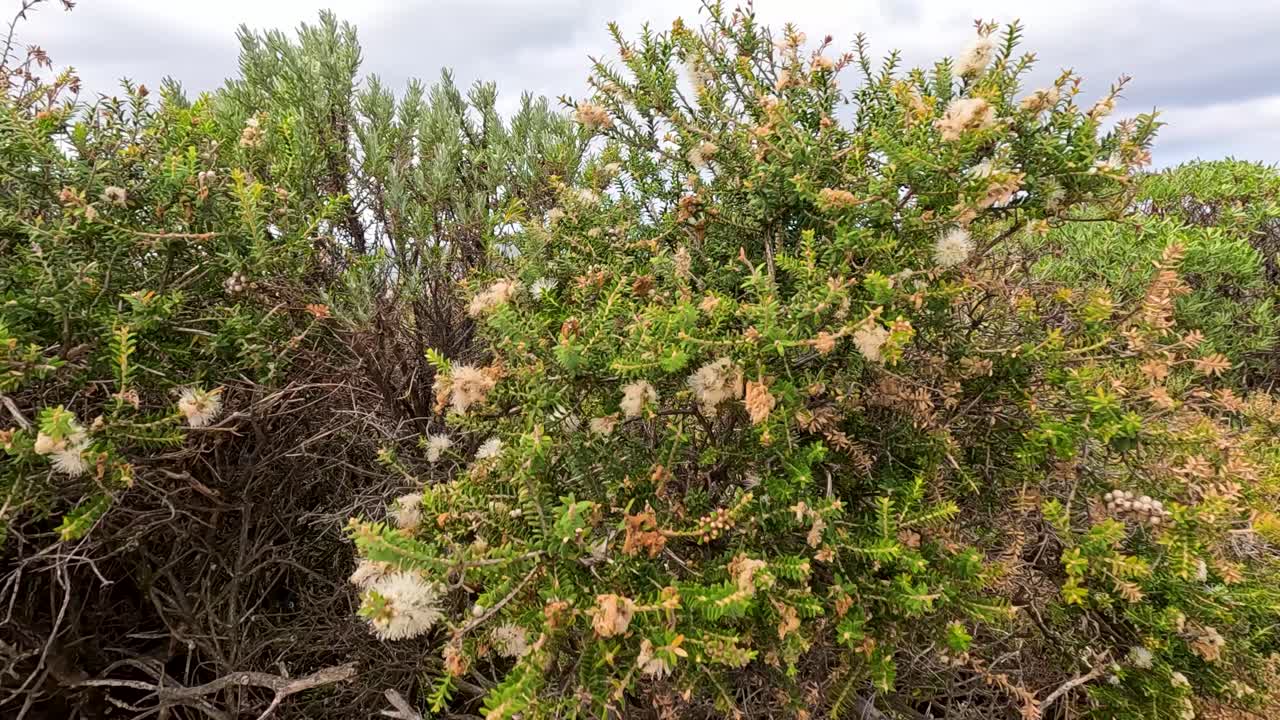 A serene view of native Australian plants in Bellingen, NSW, under natural daylight. The camera captures the lush greenery and intricate details