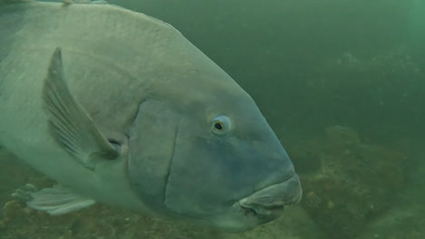 Ein-Großer-östlicher-Blue-Groper-Schwimmt-Für-Eine-Nahaufnahme-In-Der-Nähe-Von-Sydney,-Australien