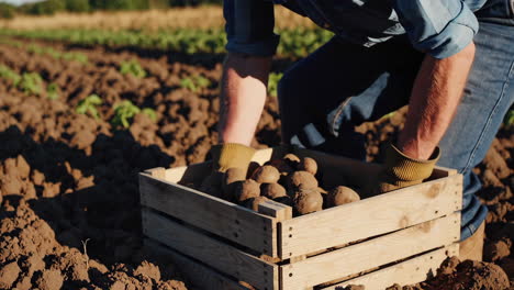 farmer harvesting potatoes into a wooden crate in a field