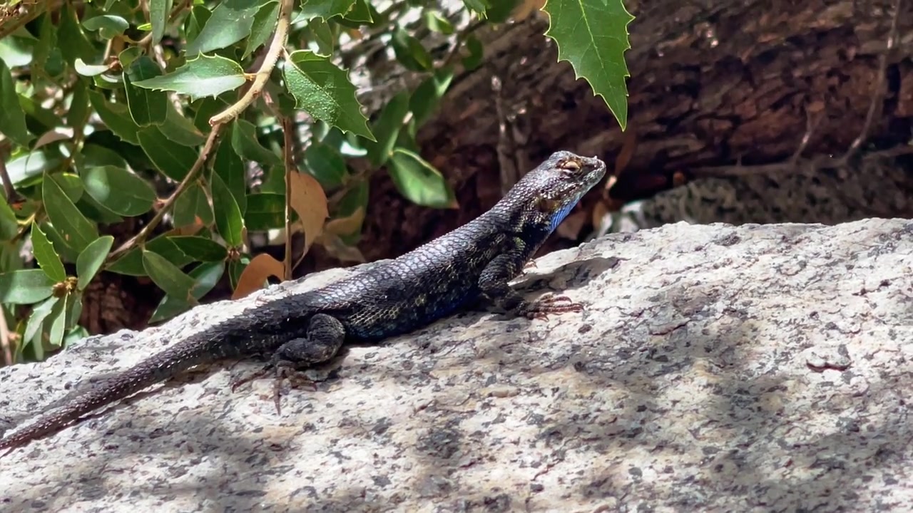 Una lucertola siede tranquillamente su una roccia nel Parco Nazionale di Yosemite. Si gode l'ombra del caldo sole primaverile mentre gli escursionisti passano nella splendida riserva californiana.
