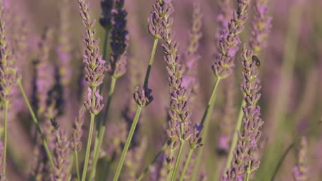 flores de lavanda púrpura y polinización de abejas