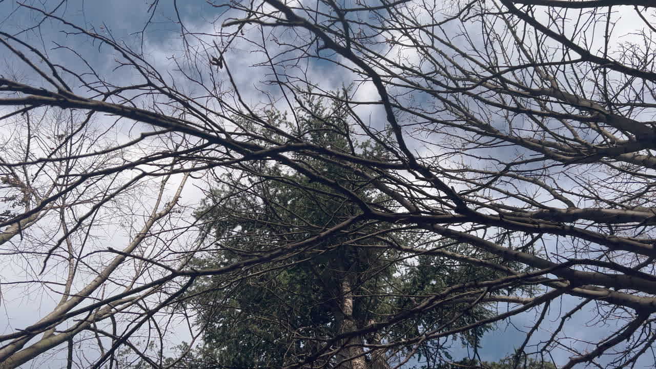 Low angle view of tree branches in park
