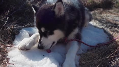 Alaskan-Malamute-Licking-And-Eating-Snow-On-Field-In-Hasselvika,-Norway