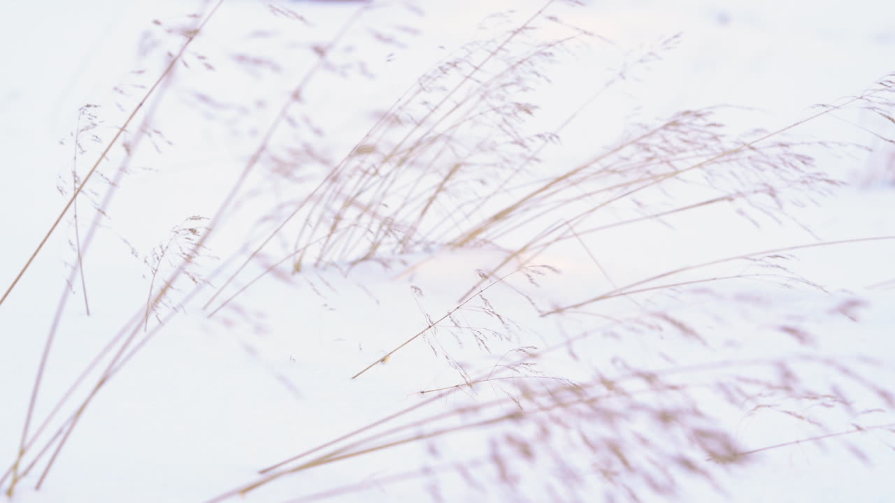 바람에 움직이는 잔디에서 배경의 작은 오두막으로 초점 변경