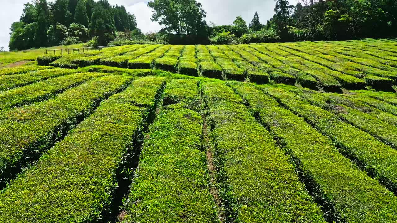 이 많은 시골 환경 에서 끔 히 배열 된 줄 을 가진 울창 한 녹색 차 농장