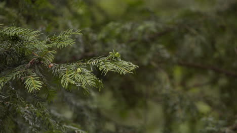 beautiful green soft pine tree moving slightly in the icy breeze