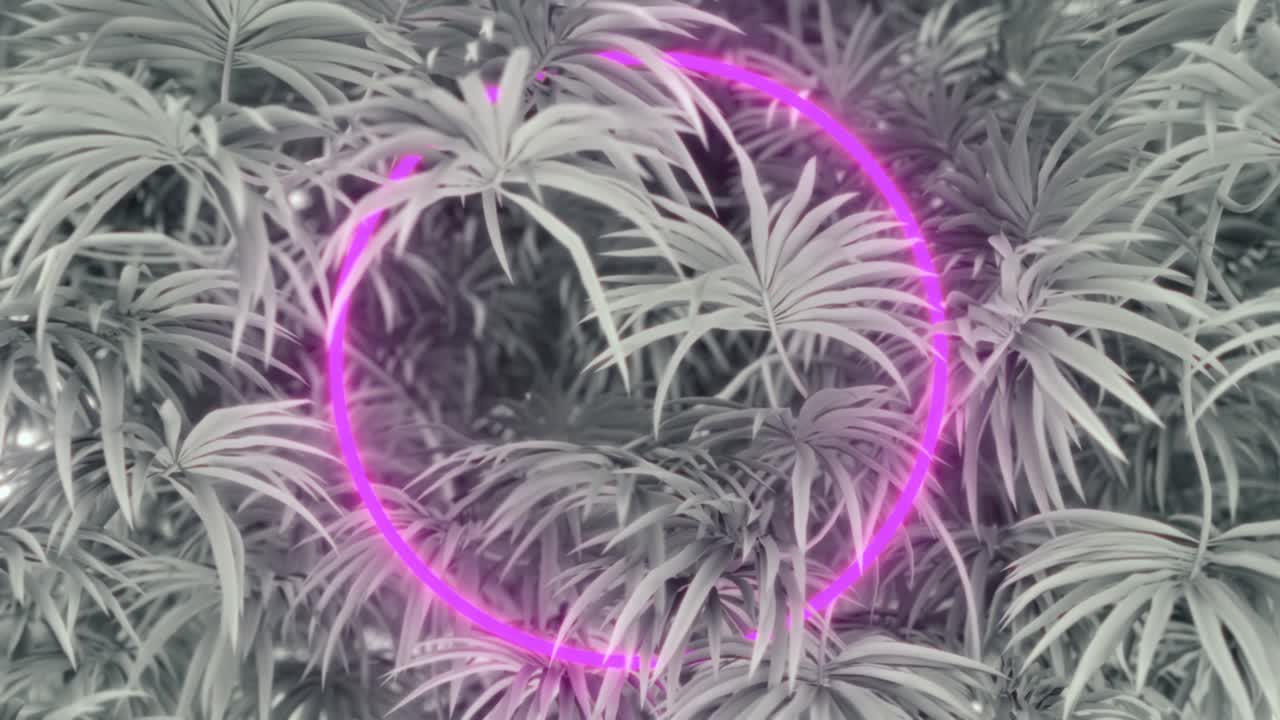 follaje negro y blanco con un marco de neón.