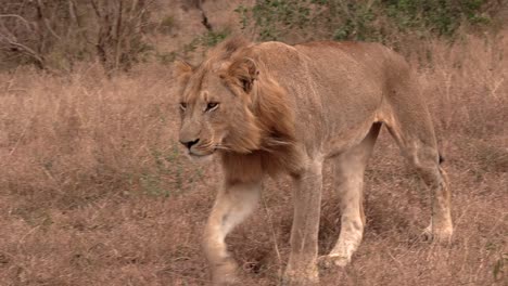 panning shot of a male lion walking out of the bush into open grassland