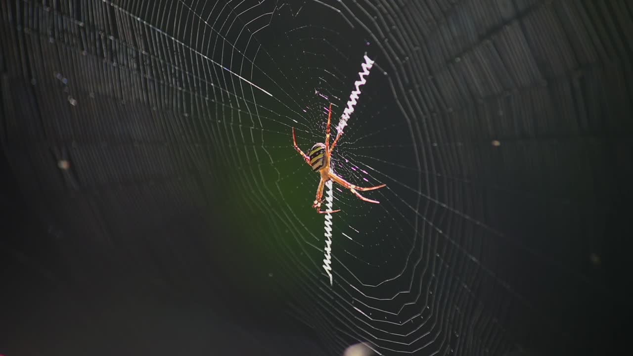 araña cruzada de san andrés sentada en el centro de su telaraña, comiendo una mosca