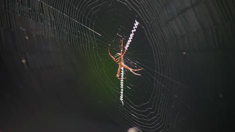 St-Andrew's-Cross-Spider-sitting-centrally-in-its-web,-eating-a-fly