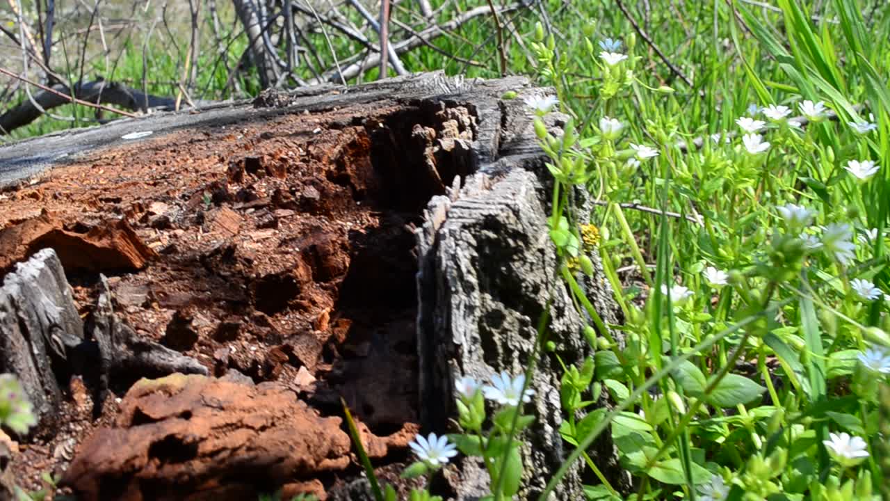 Primavera rigogliosa. Erba su una radura