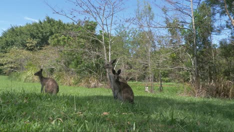 canguros grises orientales relajándose en un exuberante campo verde
