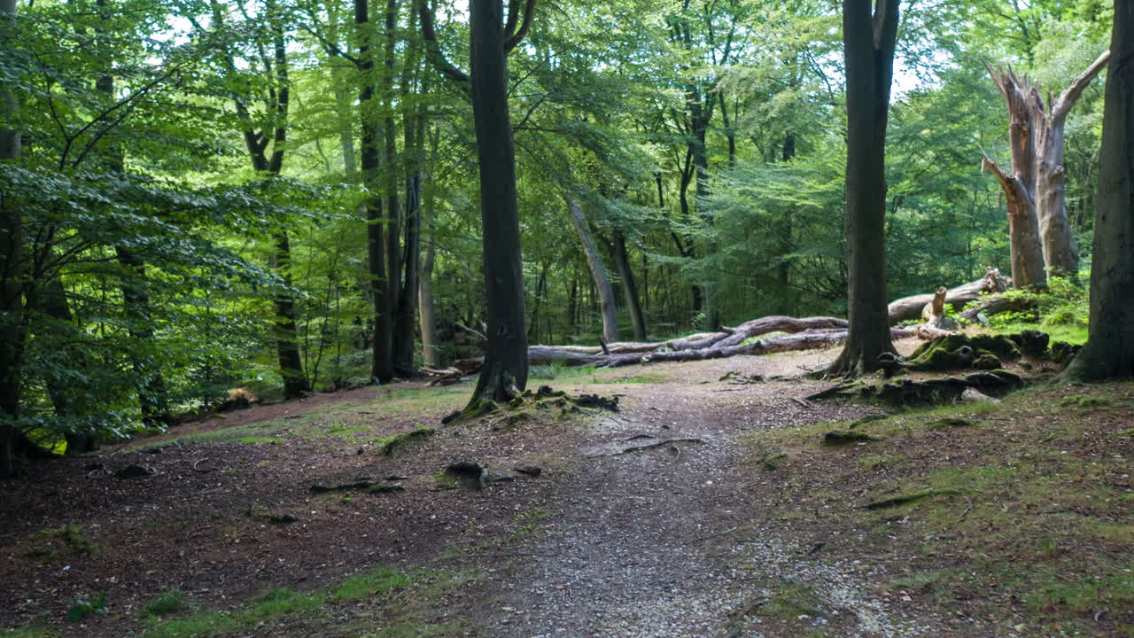 Epping Forestdji 4K 01
