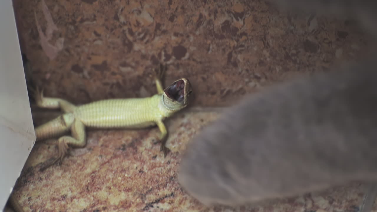 Gray cat's paw touching a small lizard on a stone floor