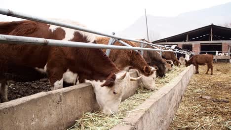 brown and white cows eating hay in the farm