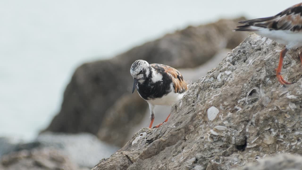 Shorebird perches on rocky coastline, scanning the surroundings with waves blurred in the distance