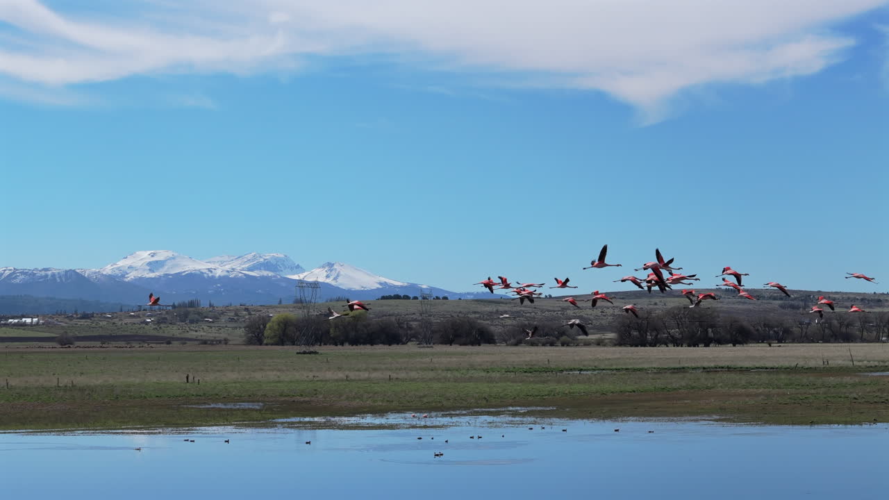 소금 호수 위를 날아다니는 칠레 플라밍고의 그룹. 자연 서식지의 보호. 파타고니아.