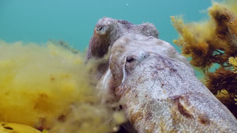 Riesige-Australische-Tintenfische-Sepia-Apama-Migration-Whyalla-Südaustralien-4k-Zeitlupe,-Paarung,-Eier-Legen,-Kämpfen,-Aggregation,-Unter-Wasser