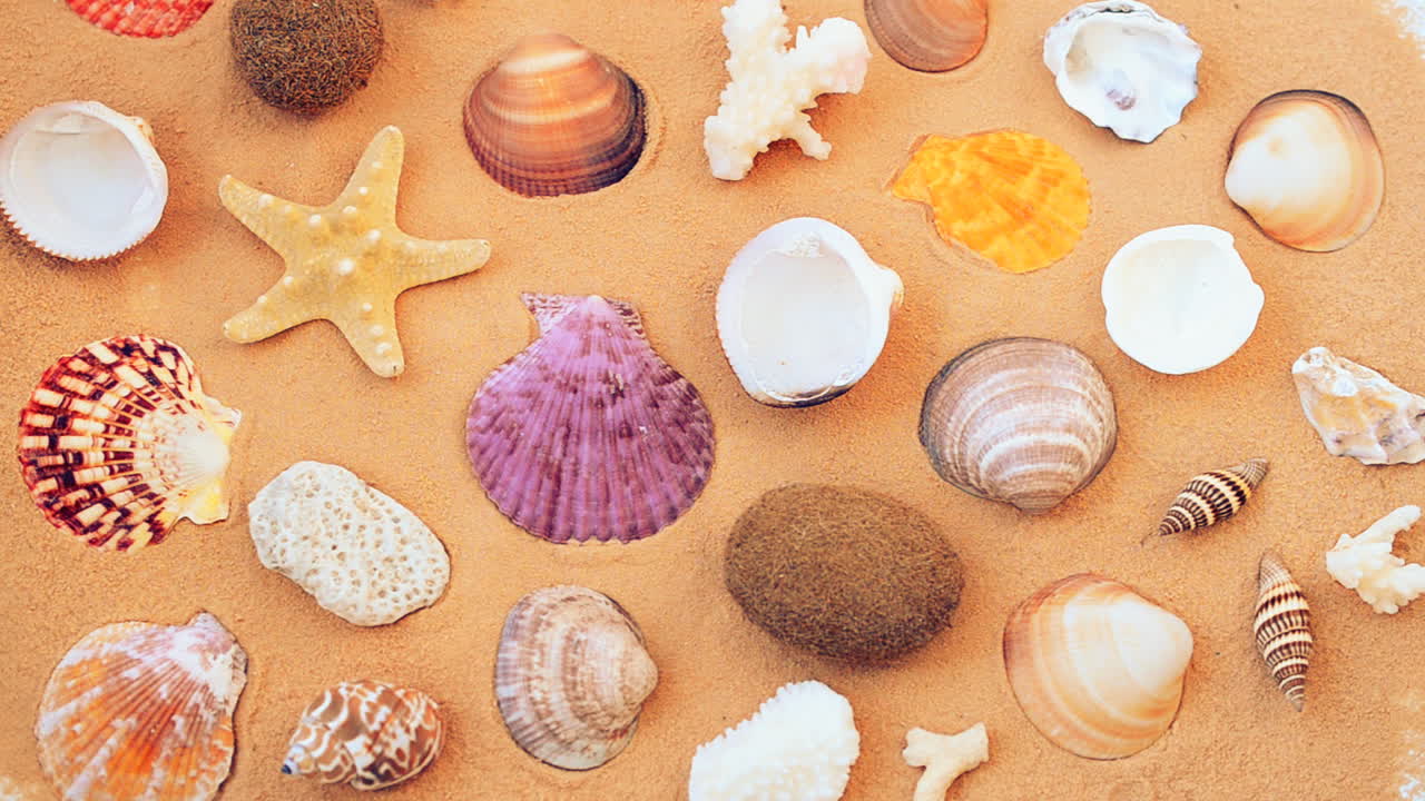 Shells on the beach. Shooting on the beach