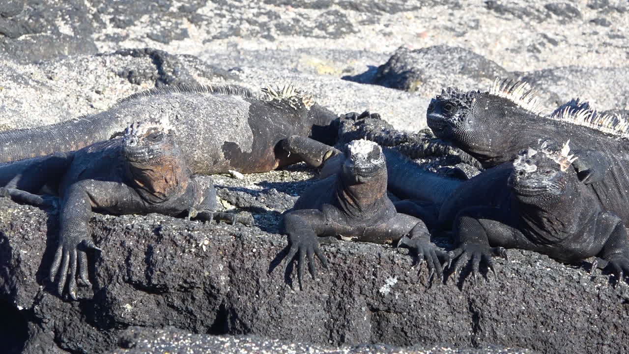 Merileguaanit paistattelevat auringossa Ecuadorin Galapagossaarten vulkaanisilla rannoilla