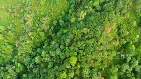 top view of mountain and forest.