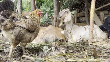 chicken and chicks in the village