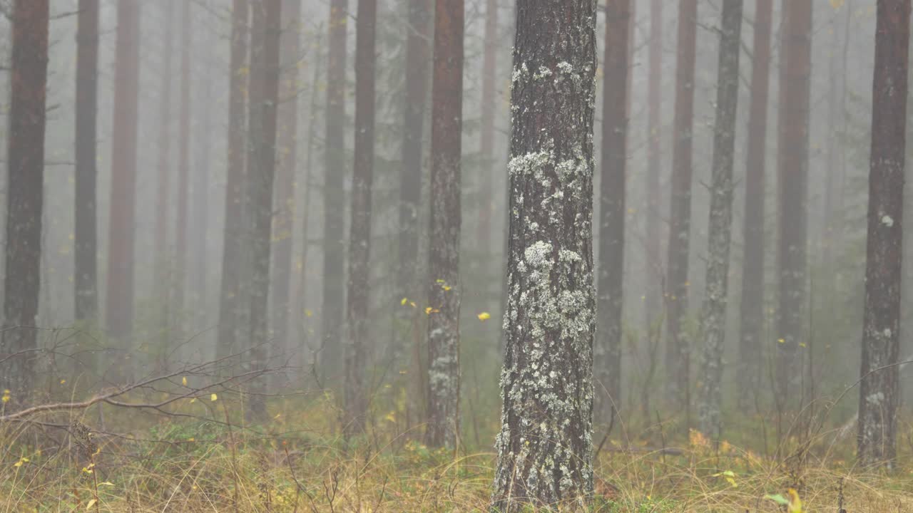 으스스한 분위기 속에서 안개로 둘러싸인 신비한 가문비나무-북부 활엽수 숲 나무 줄기 - 와이드 정적 샷