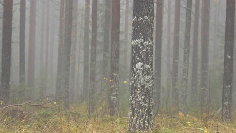 mysterious spruce-northern hardwood forest tree trunks surrounded by fog in eerie atmosphere - wide static shot