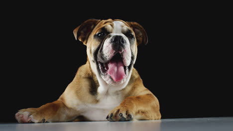 Retrato-De-Estudio-De-Cachorro-Bulldog-Contra-Fondo-Negro