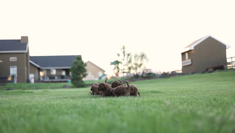 Gruppe-Neugeborener-Goldendoodle-Rasse-Verspielter-Hunde