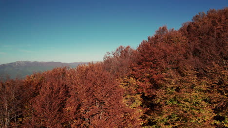 rising aerial shot of a valley full of warm orange and red trees