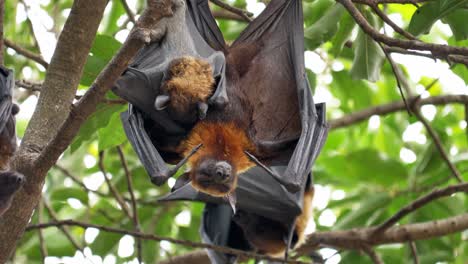 bat perched hanging on a tree in the wild