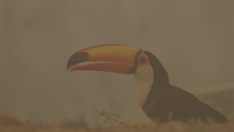 Closeup-of-toucan-eating-on-the-floor-after-wildfire-in-Brazil-Amazon,-landscape-is-full-of-smoke