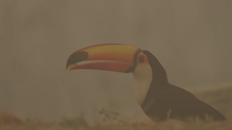 closeup of toucan eating on the floor after wildfire in brazil amazon, landscape is full of smoke