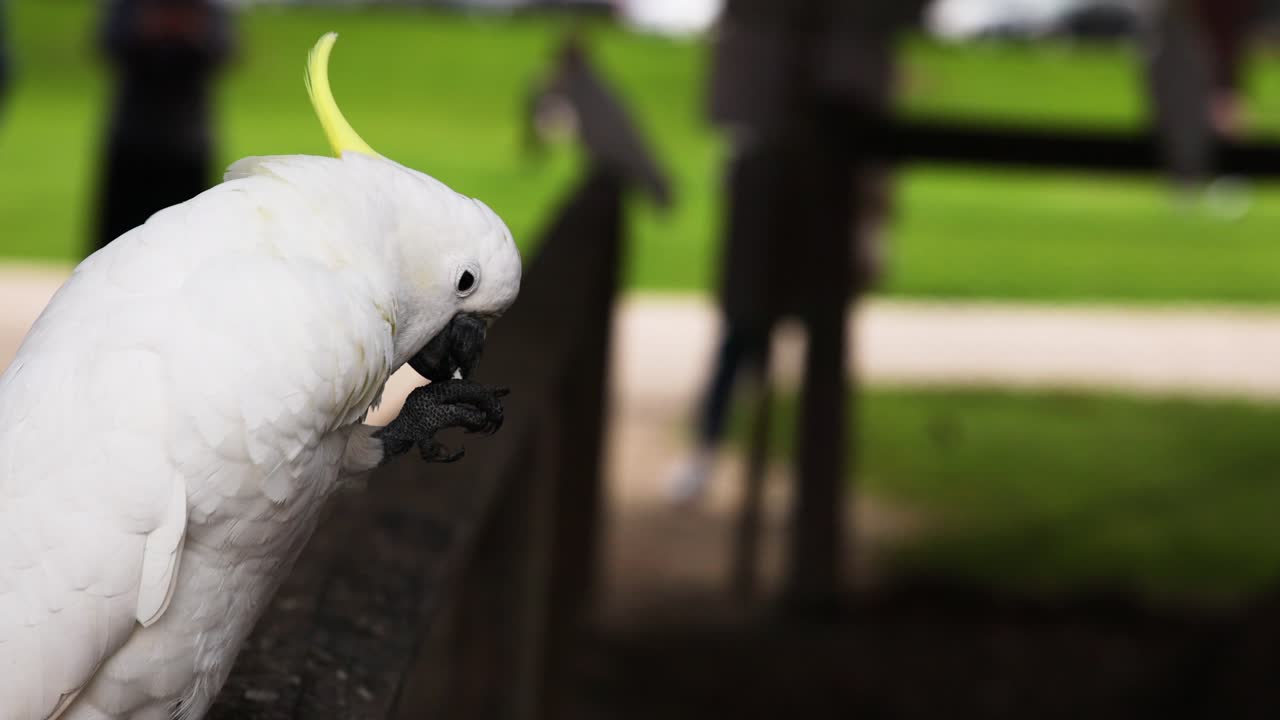 la cacatúa se alza en la valla, observando los alrededores