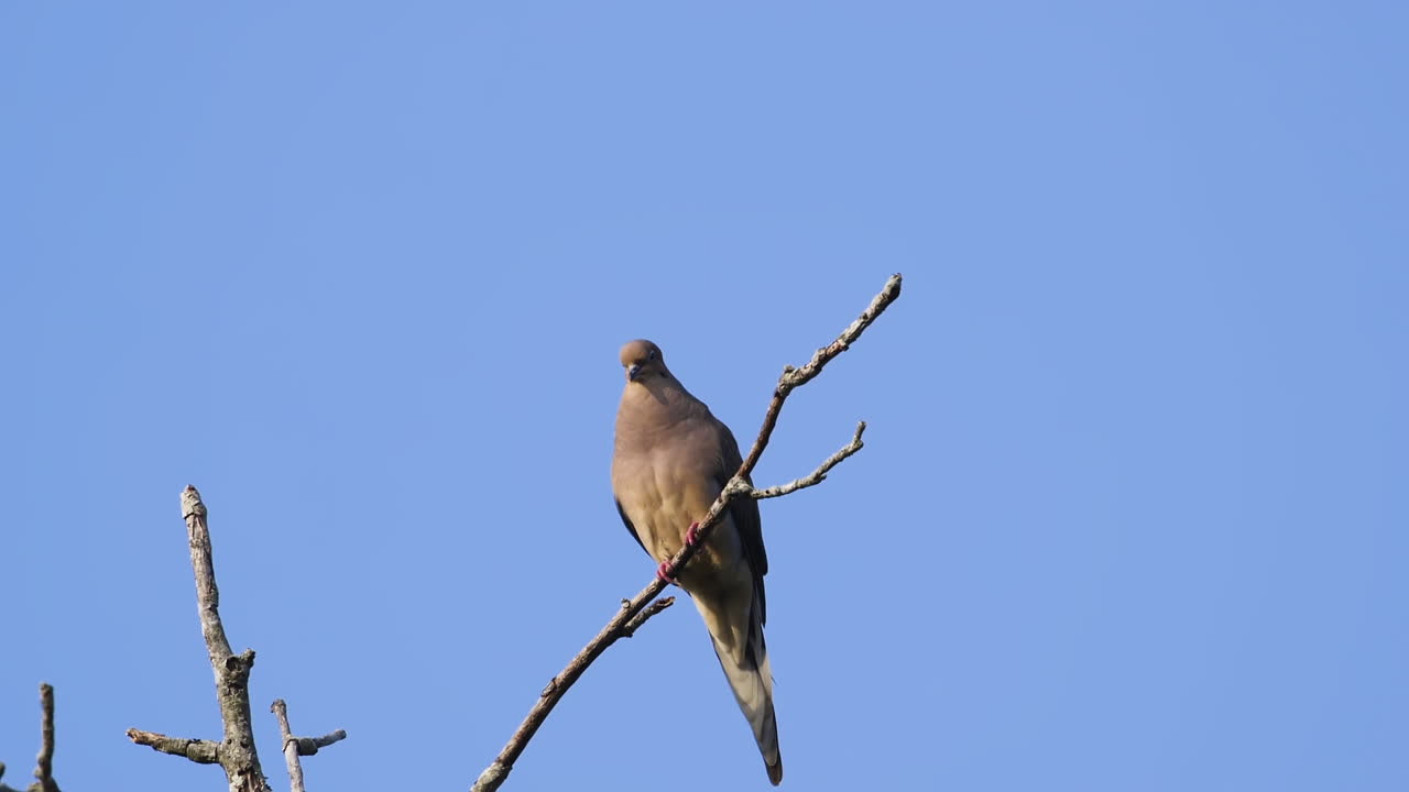 Una tortora lamentosa beige appollaiata sulla cima di un albero spoglio su uno sfondo di cielo blu